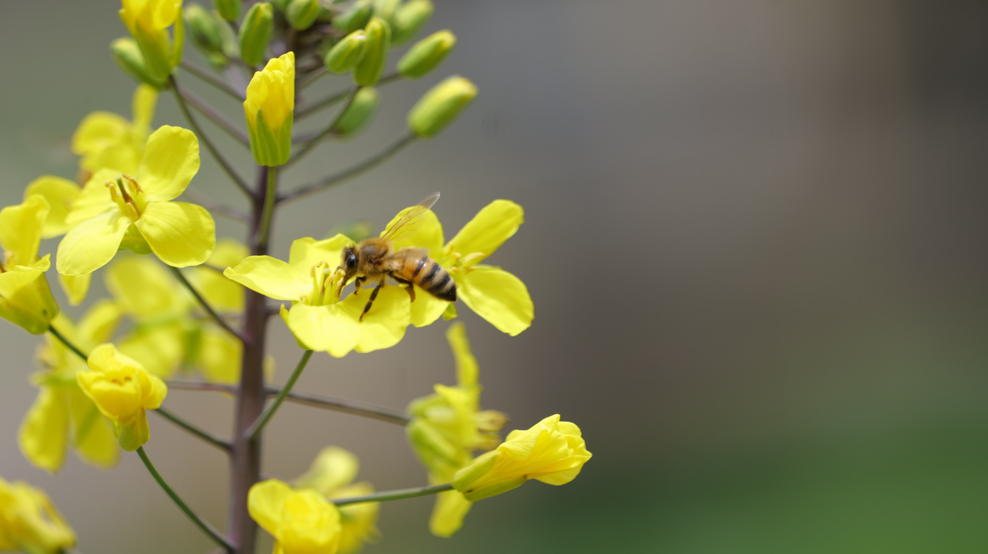 4096-2299-biene-max-kopie.63.62cc79218115d