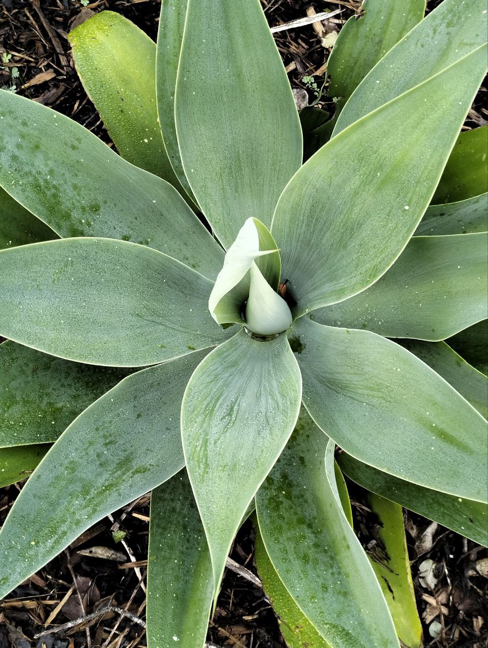 Agave Garten-Mentor Bernhard Scholl Agave Garten-Mentor Bernhard Scholl