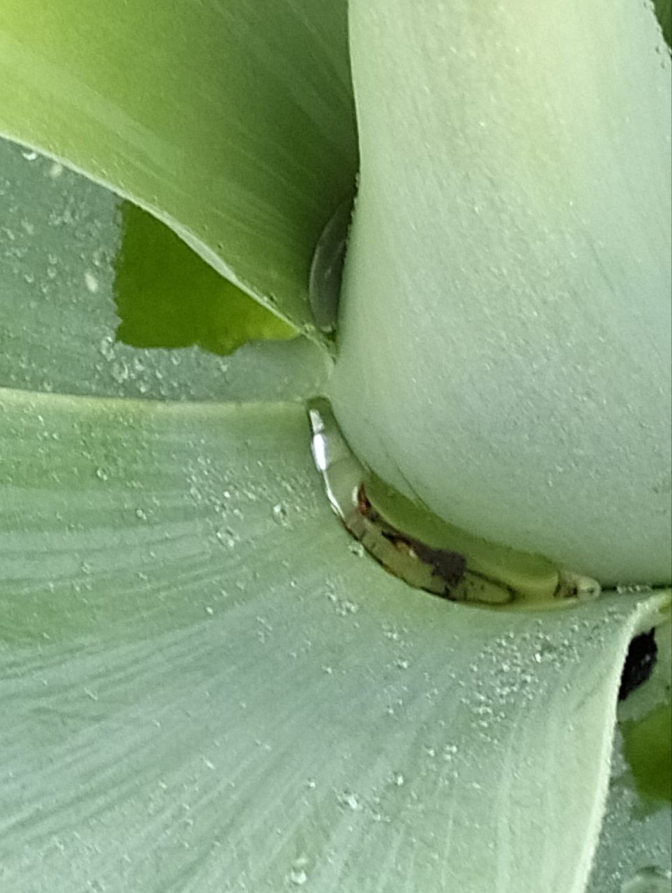 Agave Wasserspeicher Bernhard Scholl Agave Wasserspeicher Bernhard Scholl