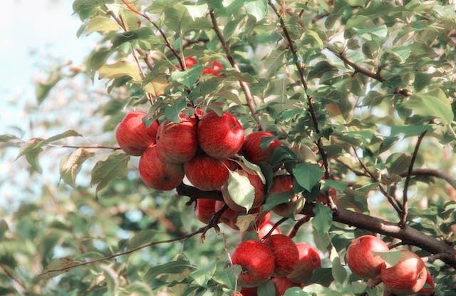 Baum-Training mit Garten-Mentor Bernhard Scholl