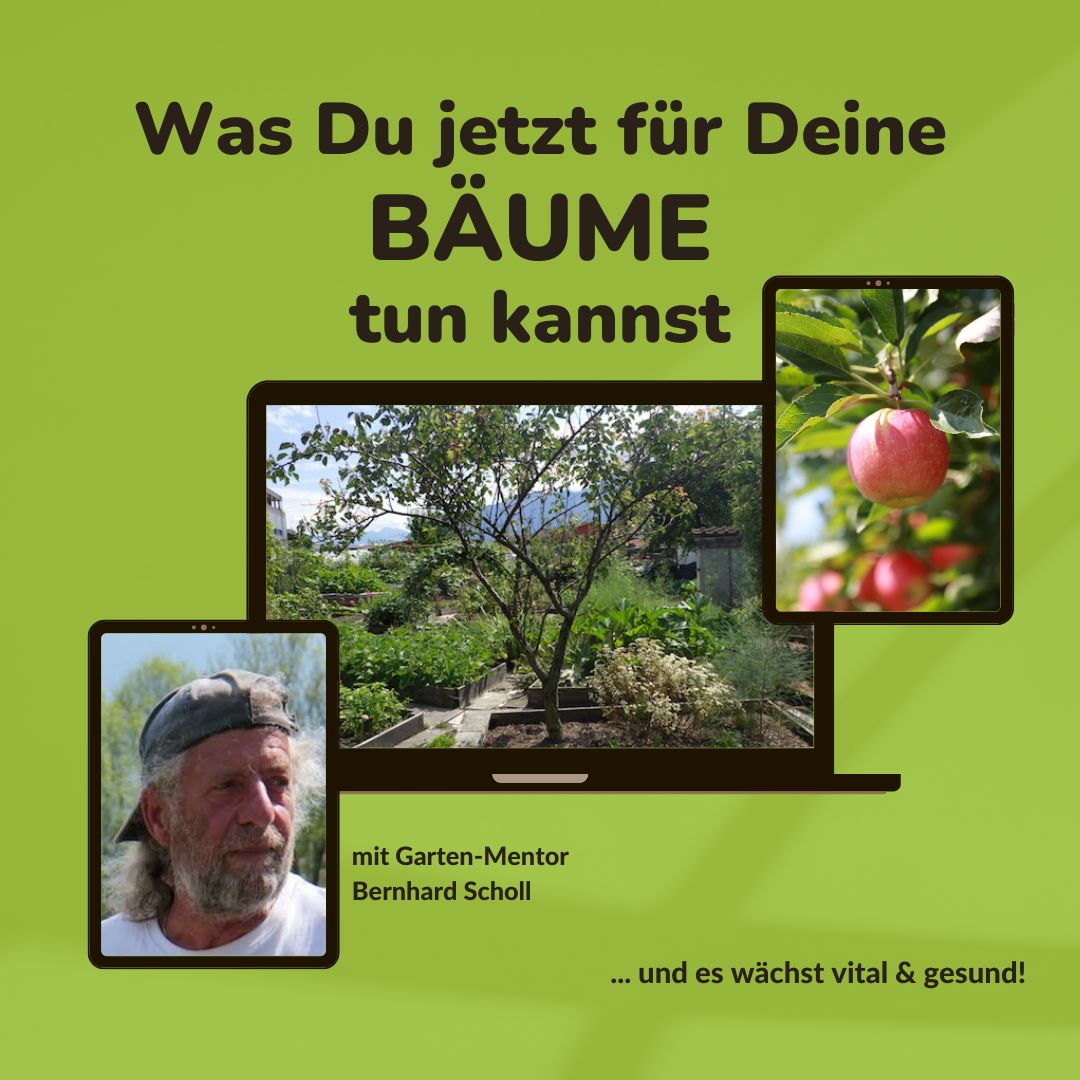 Erste Hilfe für Bäume mit Garten-Mentor Bernhard Scholl