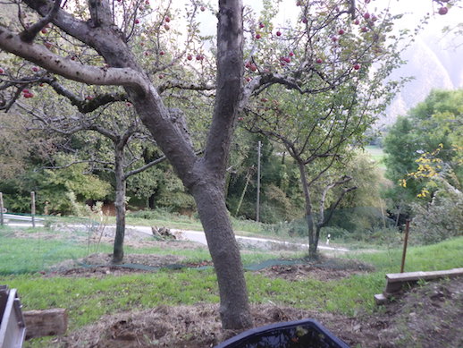 Baum-Training mit Garten-Mentor Bernhard Scholl