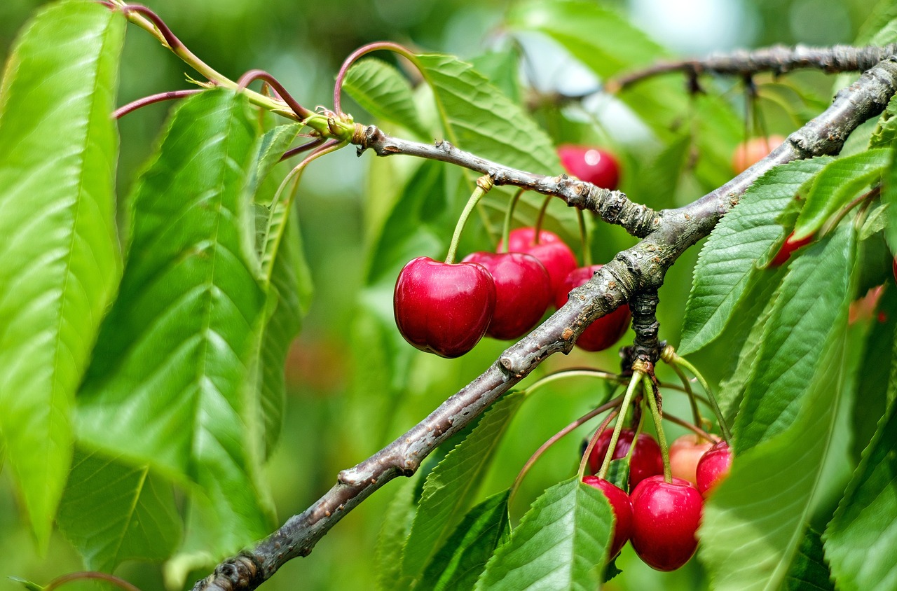 Baum-Stammtisch mit Garten-Mentor Bernhard Scholl