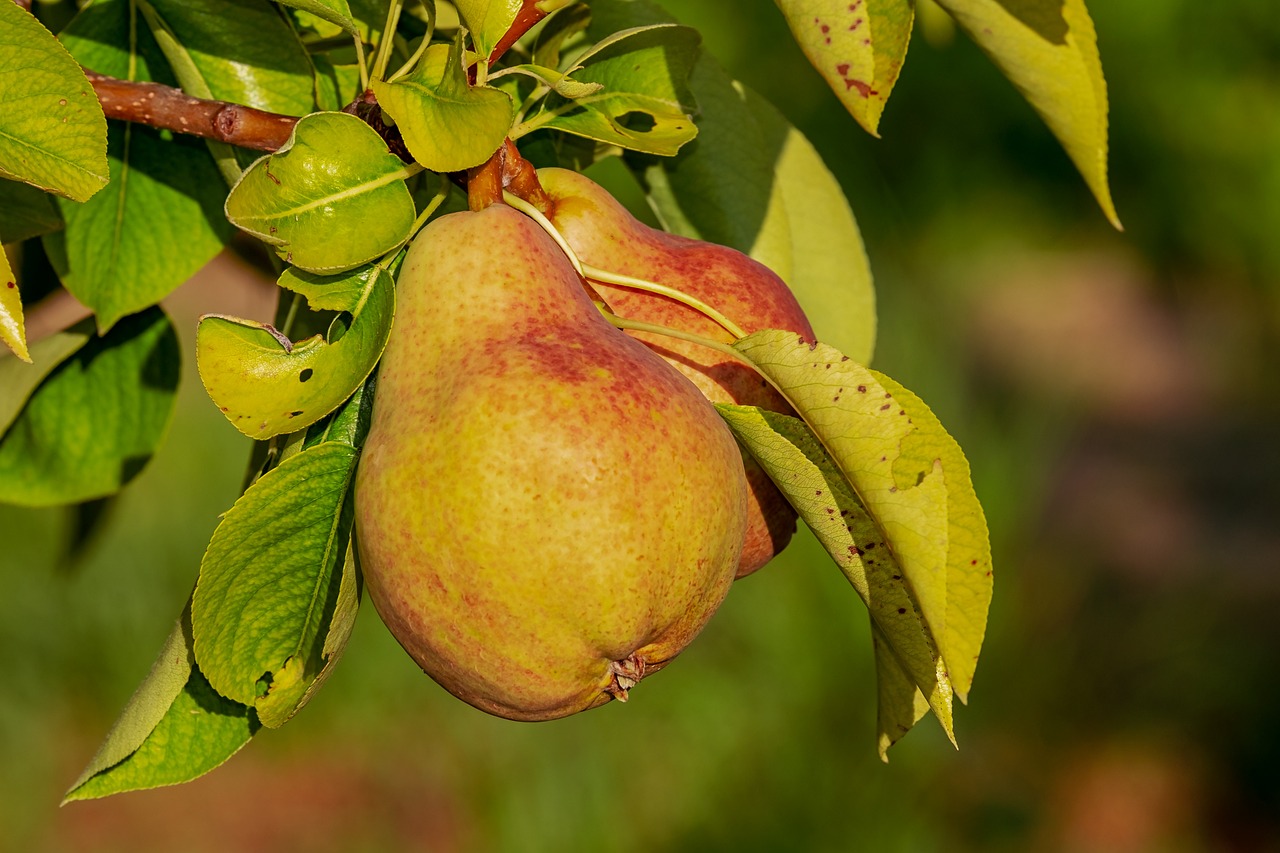 Baum-Training mit Garten-Mentor Bernhard Scholl