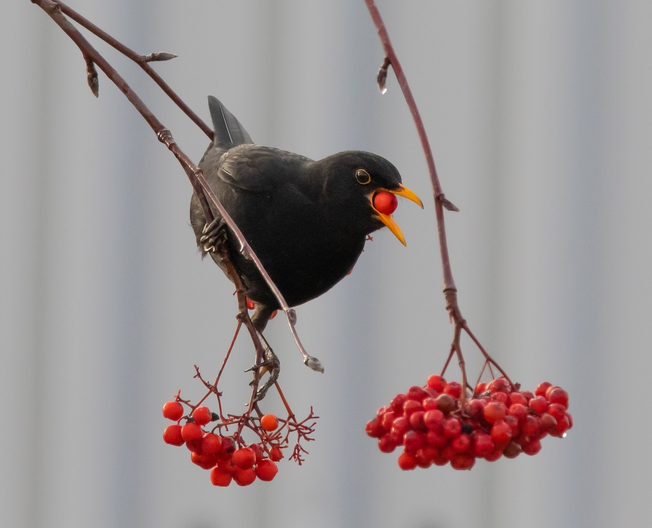 Baum-Training mit Garten-Mentor Bernhard Scholl