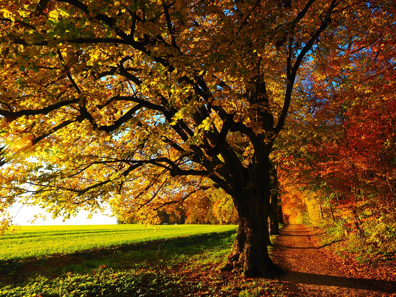 Baum-Training mit Garten-Mentor Bernhard Scholl