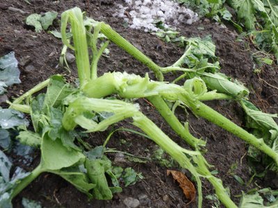 Fülle im Garten: Kräuter, Beeren, Blumen