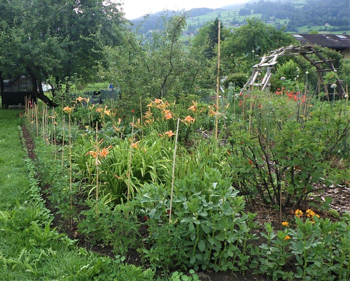 Fülle im Garten: Kräuter, Beeren, Blumen