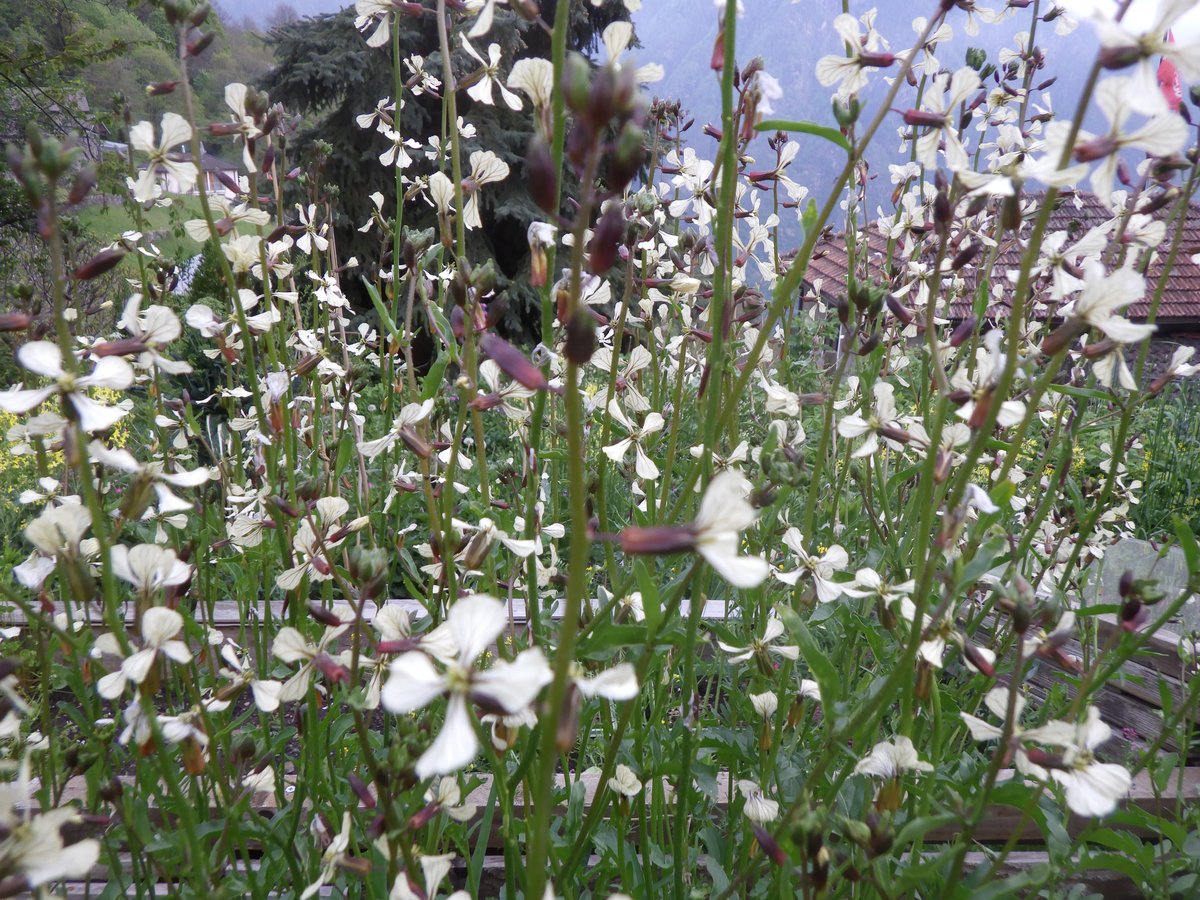 Fülle im Garten: Kräuter, Beeren, Blumen