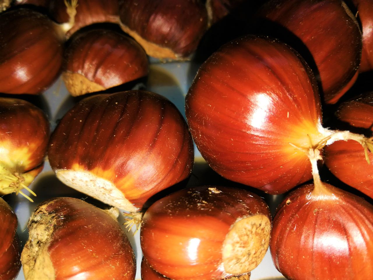kastanien
