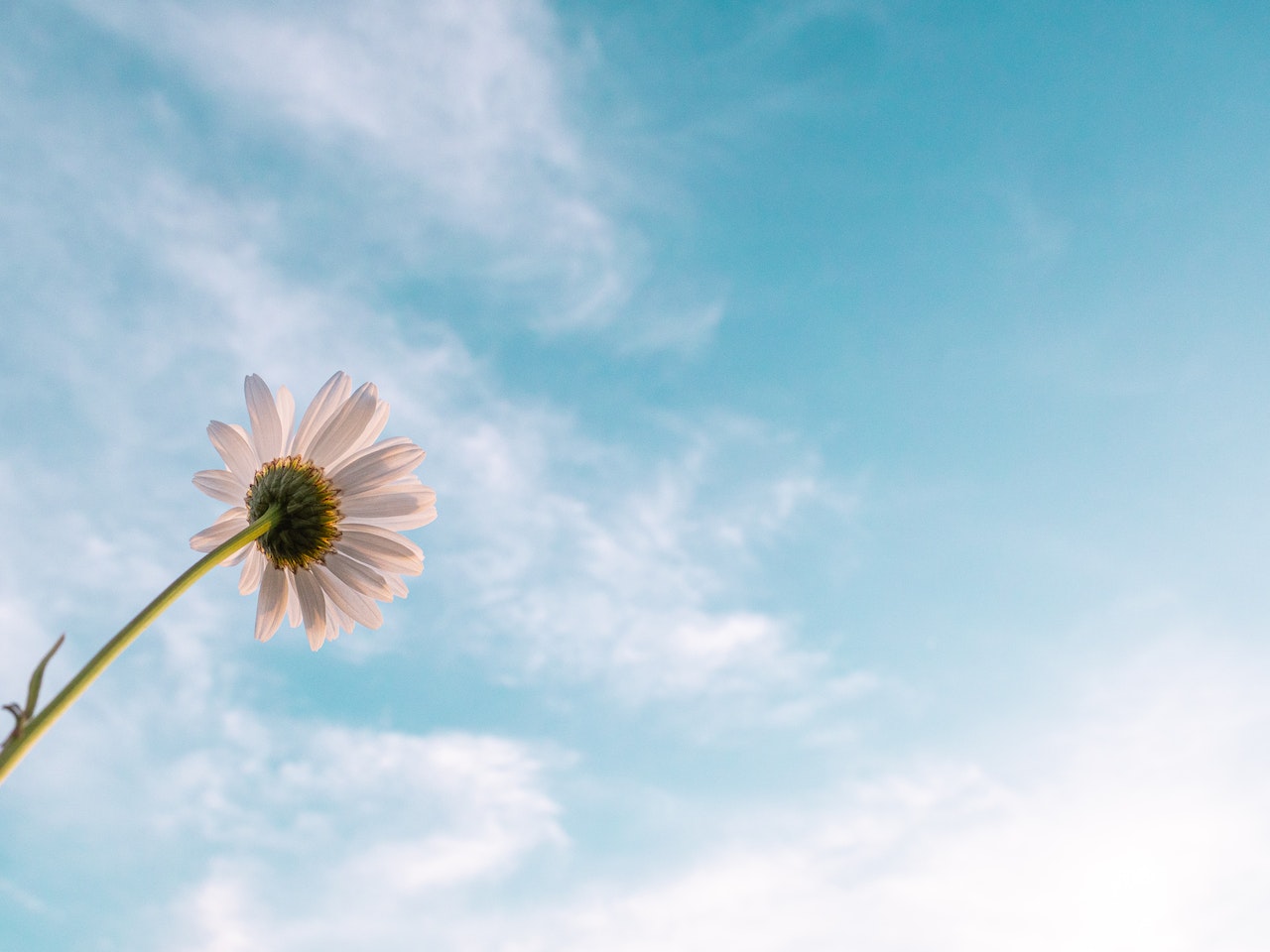 sky-flower
